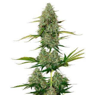 Auto BCN Critical XXL fem.  1 u. Seedstockers