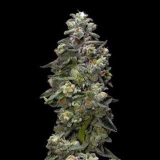 20295 - Auto Baker's Delight 3 u. fem. DNA Genetics