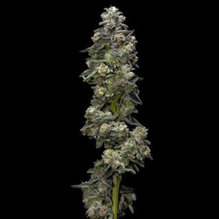 21358 - Auto Baker´s Delight  5 u. fem. DNA Genetics