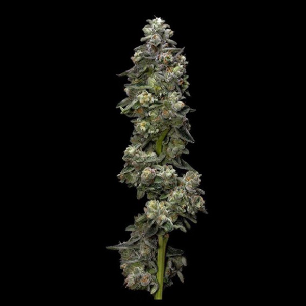 Auto Baker´s elight  3 u. fem. DNA Genetics Auto Baker´s elight  3 u. fem. DNA Genetics