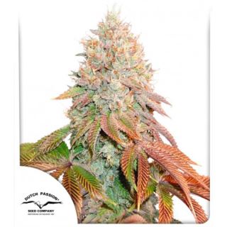 Auto Banana Blaze   1 u. fem. Dutch Passion