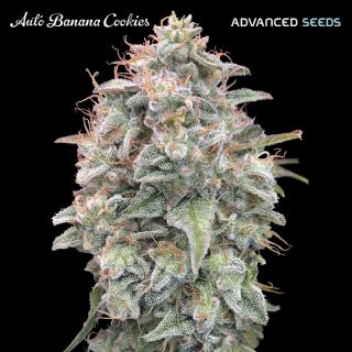 Auto Banana Cookies   1 u. fem. Advanced Seeds