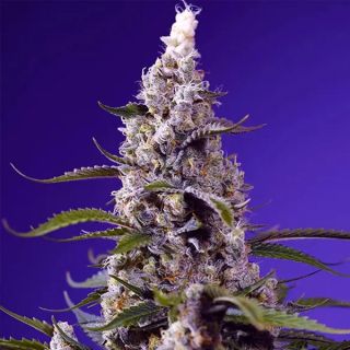 26502 - Auto Banana Cream Cake XL  3+1 u. fem. Sweet Seeds