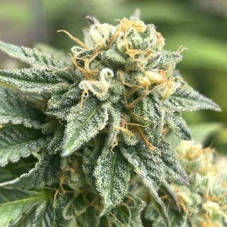 26570 - Auto Banana Dessert   3 u. fem R-Kiem Seeds