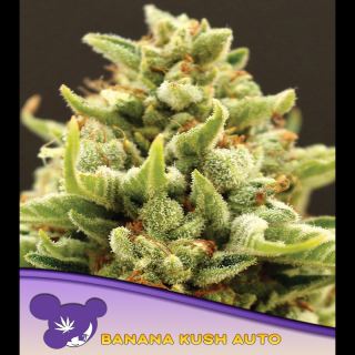 Auto Banana Kush  3 u. fem Anesia