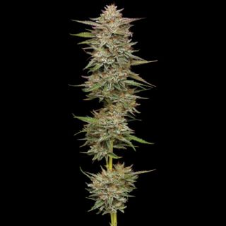 24982 - Auto Banana OG 3 u. fem Humbold Seeds Company