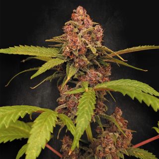 26314 - Auto Banana Purple  3 u. fem. Paradise Seeds