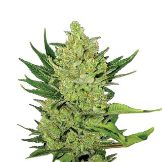 14633 - Auto Big Bud   5 u. fem. Nirvana