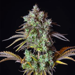 Auto Big Bud  1 u. fem. FastBuds Seeds