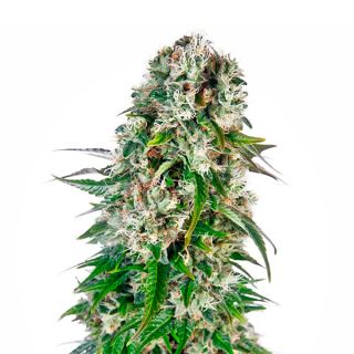 Auto Big Bud  3 u. fem. Sensi Seeds