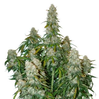 Auto Big Bud fem.  1 u. Seedstockers