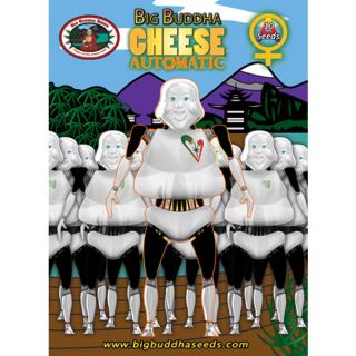 ABBC - Auto Big Buddha Cheese 10 u. fem. Big Buddha Seeds