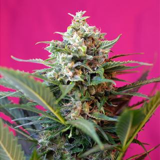 PRO7 - Auto Big Devil XL   3+1 u. fem. Sweet Seeds