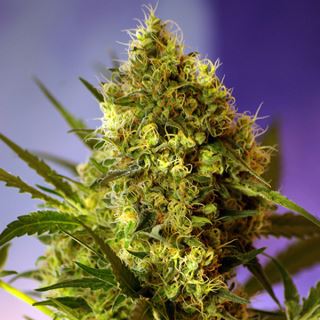 ABD25 - Auto Big Devil XL  25 u. fem. Granel Profesionales Sweet Seeds