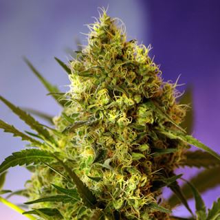 Auto Big Devil XL 100 u. fem. Granel Profesionales Sweet Seeds