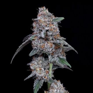 25763 - Auto Big Mac  3 u. fem. DNA Genetics