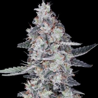 Auto Big Mac  5 u. fem. DNA Genetics