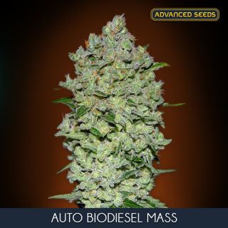 6253 - Auto Biodiesel Mass   1 u. fem. Advanced Seeds