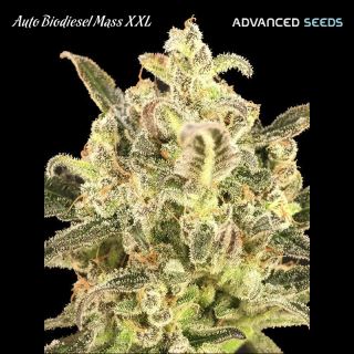 Auto Biodiesel Mass XXL   1 u. fem. Advanced Seeds