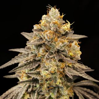 27374 - Auto Biscotti Zkittlez   1 u. fem. 00 Seeds