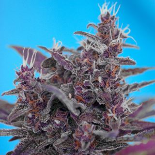 PRO9 - Auto Black Cream   3+1 u. fem. Sweet Seeds