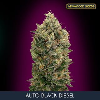 6254 - Auto Black Diesel  1 u. fem. Advanced Seeds