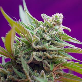 PRO11 - Auto Black Jack   3+1 u. fem. Sweet Seeds