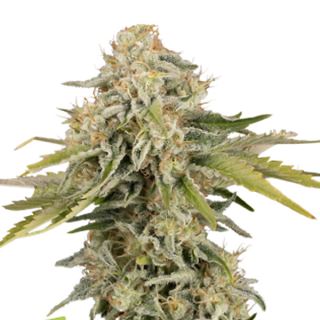 Auto Black Rainbow fem.  3 u. Seedstockers