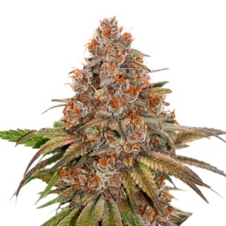 Auto Blackberry Gum fem.  1 u. Seedstockers