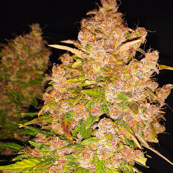 Auto Blackberry Kush 1 u. fem. Dutch Passion Auto Blackberry Kush 1 u. fem. Dutch Passion