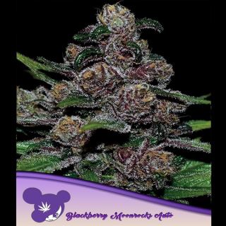 21557 - Auto Blackberry Moonrocks  5 u. fem Anesia