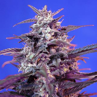 PRO14 - Auto Bloody Skunk   5+2 u. fem. Sweet Seeds