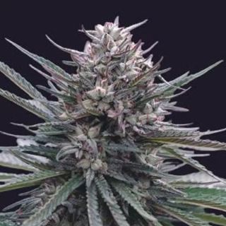 26342 - Auto Blubonik 25 u. fem. Genehtik