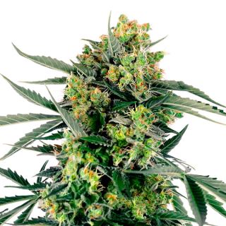 18482 - Auto Blue Berry Skittlez 1 u. fem. Sensi Seed Research