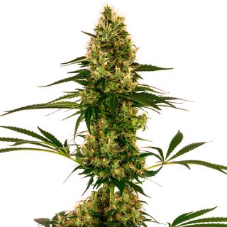 13158 - Auto Blue Bullet  1 u. fem. Sensi Seeds