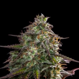 Auto Blue Cheese  1 u. fem. Expert Seeds