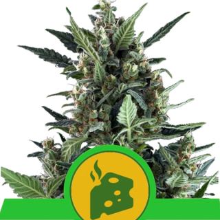 9559 - Auto Blue Cheese  1 u. fem. Royal Queen