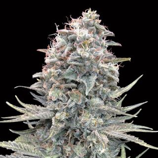 Auto Blue Dream   5 u. fem. 00 Seeds