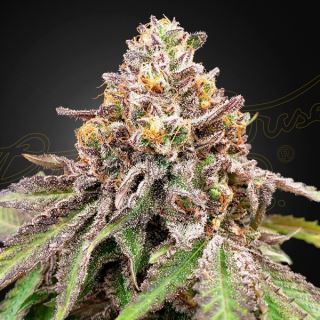 16277 - Auto Blue Haze x Auto Gelato 41 -  3 u. fem. Green House