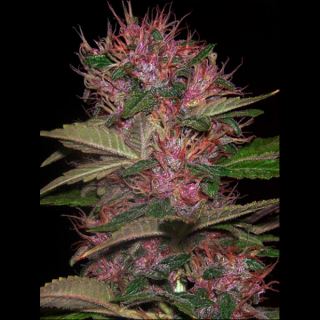 8027 - Auto Blue Kush 99 - 1 u. fem.  Xtreme Seeds