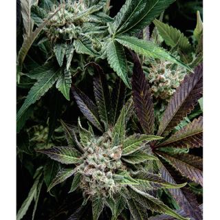 Auto Blue Pyramid  1 u. blister x 12 u. fem. Pyramid Seeds