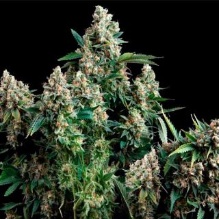 5411 - Auto Blue Pyramid  3  u. fem. Pyramid Seeds