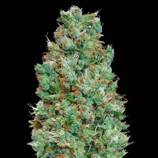 10710 - Auto Blueberry   3 u. fem. 00 Seeds