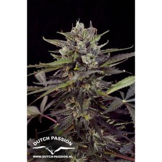 Auto Blueberry  1 u. fem. Dutch Passion