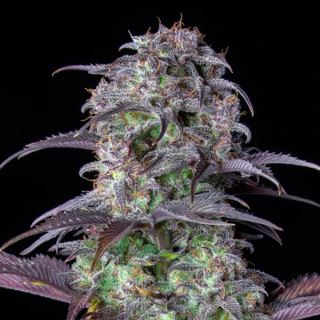 14577 - Auto Blueberry  1 u. fem. FastBuds Seeds