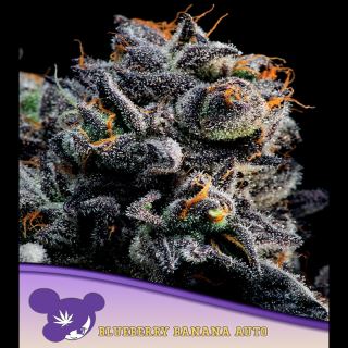 21559 - Auto Blueberry Banana  3 u. fem Anesia