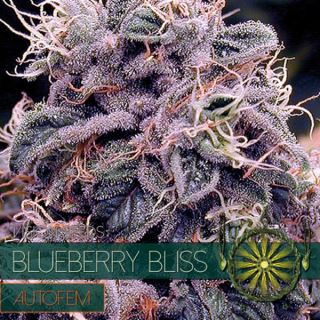 Auto Blueberry Bliss 3 u. fem. Vision Seeds