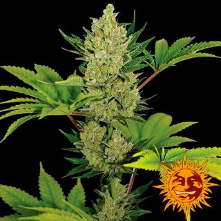 6121 - Auto Blueberry Cheese  1 u. fem. Barney´s