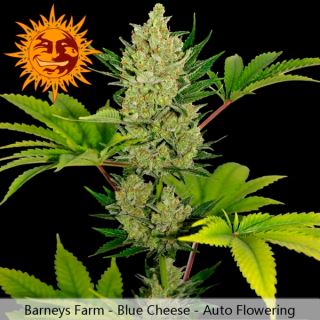 Auto Blueberry Cheese 10 u. fem. Barney´s