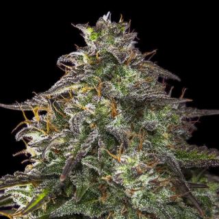 14256 - Auto Blueberry Cheesecake  4 u. fem. Female Seeds